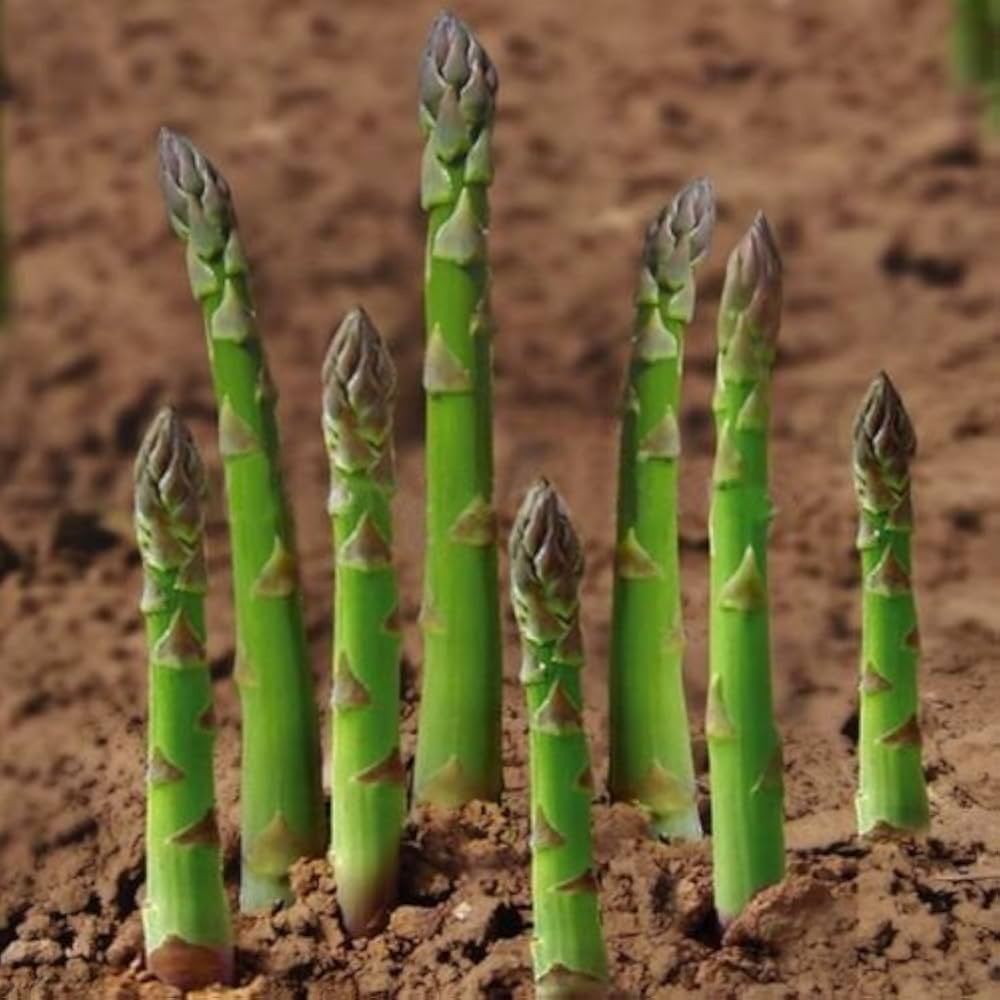 Asparagus Vegetable Plant - for planting in home garden